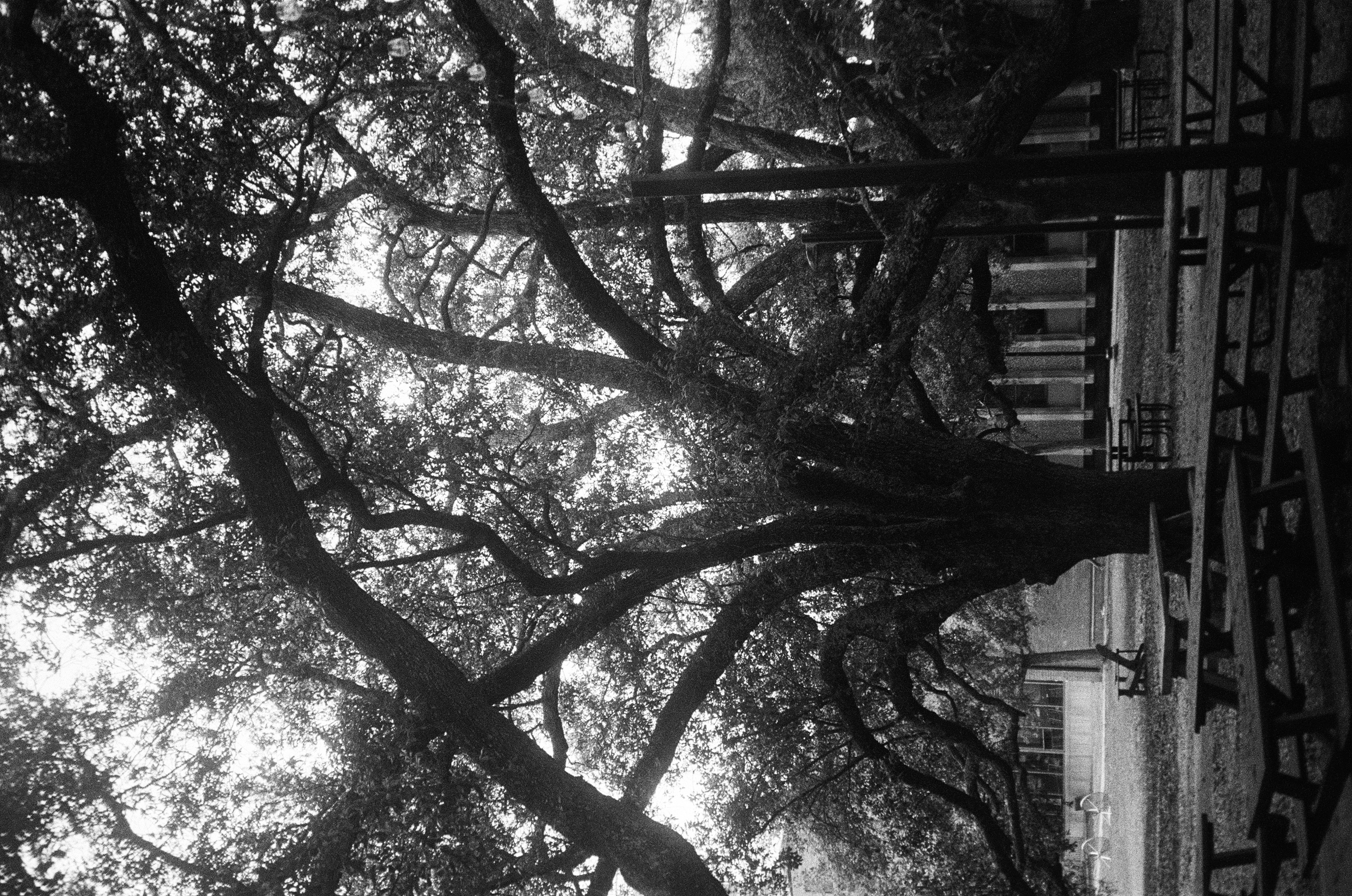 Rice University photo