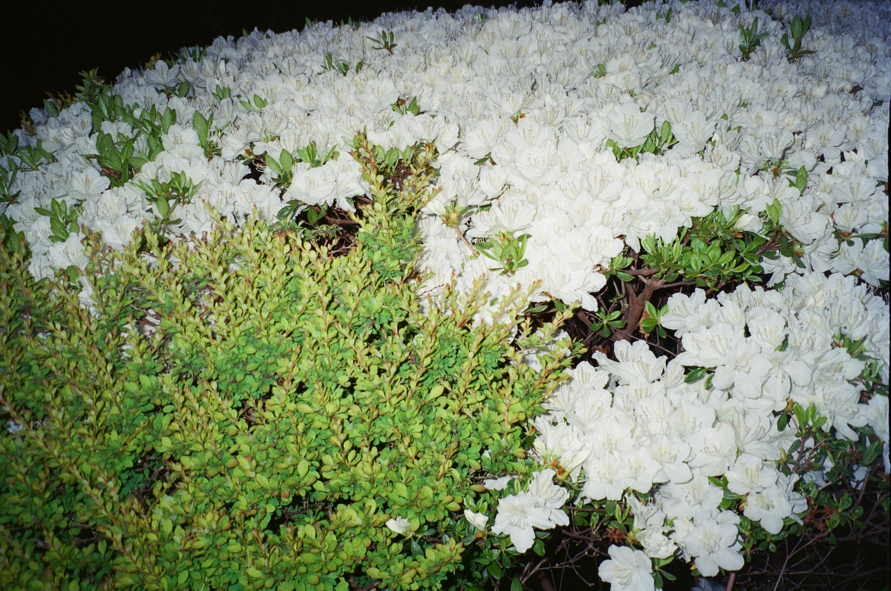 Flowers photo